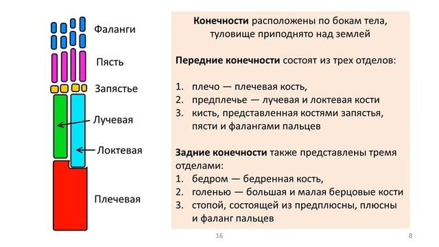 20. Рептилии часть I (7 класс) - биология, подготовка к ЕГЭ и ОГЭ 2021 смотреть онлайн