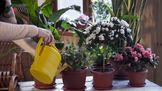Мой Декабрист Никак Не Цвел Много лет, а Сейчас весь в Бутонах, помогло простое копеечное средство! смотреть онлайн