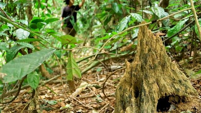 These Yams Are Amazing: Survival Alone In The Rainforest | EP.103