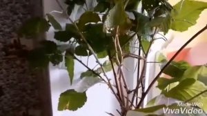 Чем кормить зимой палочников? Содержание и разведение анамских палочников в домашних условиях.