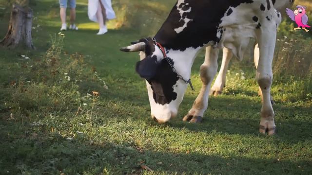COW VIDEO 🐮🐄 COWS MOOING AND GRAZING IN A FIELD 🐄🐮 смотреть онлайн