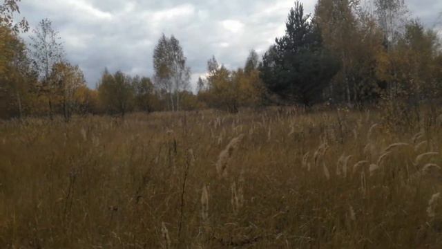Читаем книгу в Р. П. | Книга 2, Глава 29 | Звенящие кедры России смотреть онлайн