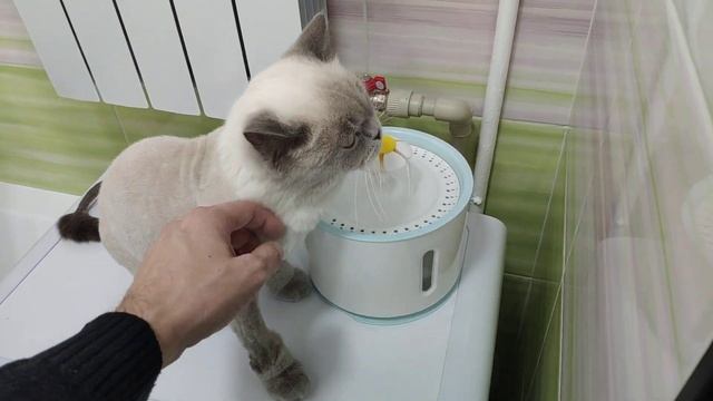 Как сейчас живёт Кот Батон смотреть онлайн