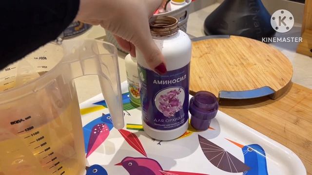 Можно ли поливать цветущие орхидеи ??? ? #phal #поливорхидей #orchid #цветущиеорхидеи смотреть онлайн