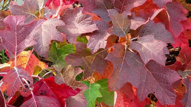 Planting an 'Ellen Huff' Oakleaf Hydrangea - Native Flowering Shrub смотреть онлайн