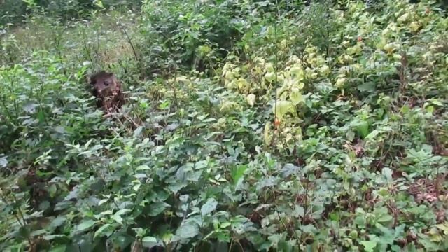 Козоводство в вопросах и ответах. Часть 20. смотреть онлайн