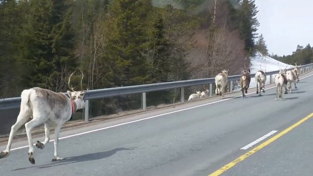 Финские олени смотреть онлайн