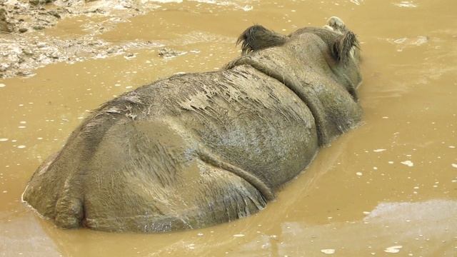 La triste historia de la extinción del tigre de Tasmania смотреть онлайн