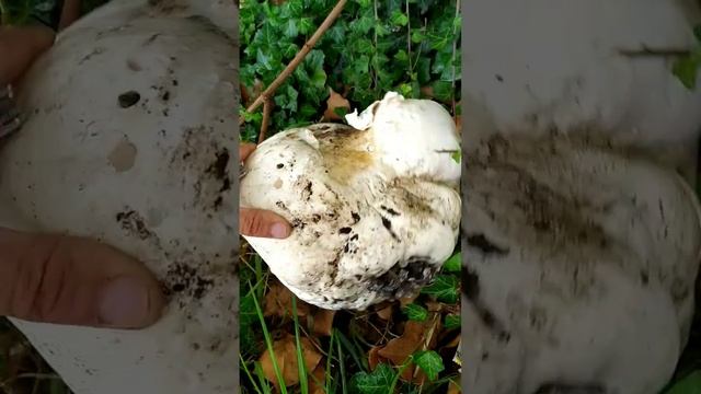 Гигантский гриб и пахнет вкусно? А названия не знаю, но попробовать все же рискнул, запах ...ух