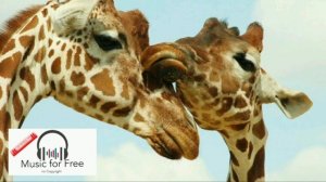 Звуки жирафа | Какие звуки издает жираф | Звуки животных