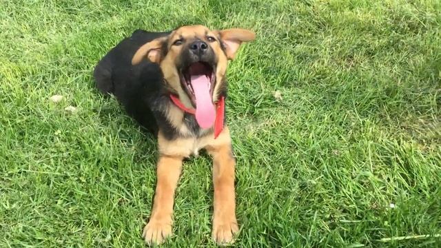 Щенок мальчик, 3,5 мес. Озорной и умненький. смотреть онлайн