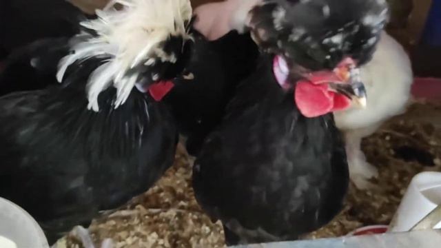 Голландские белохохлые, султанка смотреть онлайн