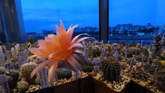 Цветение гибридного Эхинопсиса//Echinopsis Hybr.