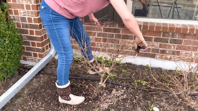 HOW to Prune Panicle Hydrangeas: The Right Way || Limelight Hydrangreas || Winter Pruning || Zone 8 смотреть онлайн