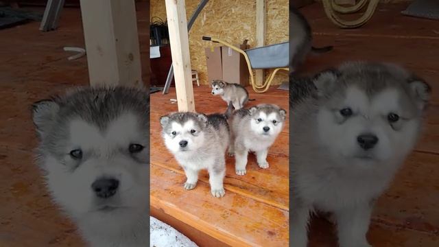 Добрый волк смотреть онлайн