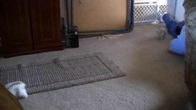 Bunny Rabbit Olympics - Baby Bunny Long Jump смотреть онлайн