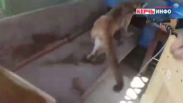 В Керчи сбежала пума смотреть онлайн