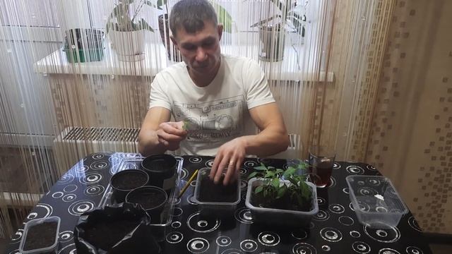 Как вырастить здоровую крепкую рассаду ЛУЧШИЙ грунт для рассады смотреть онлайн