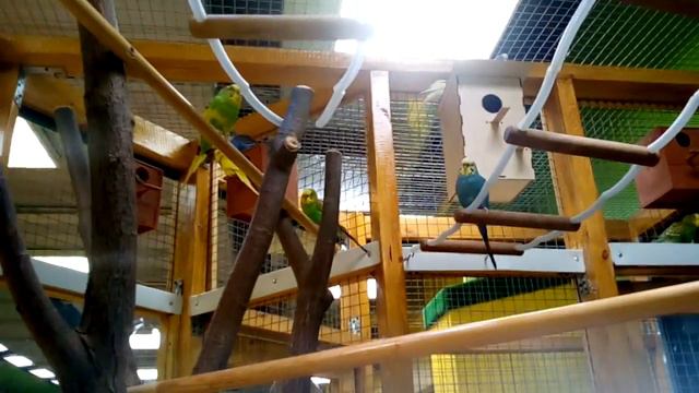 Контактный зоопарк (часть 2)Зашла в вольер к обезьянкам смотреть онлайн