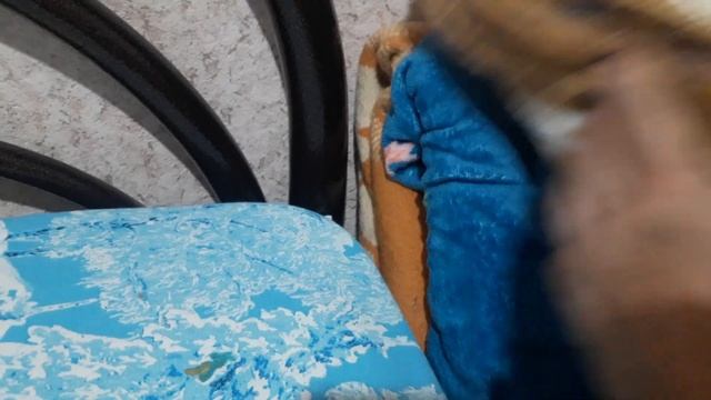 Как избавиться от клопов За 3 минуты! смотреть онлайн