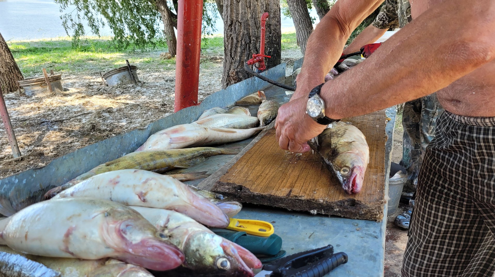 С батей - Ахтуба июнь 2023 - УЛОВИСТАЯ приманка ТРОН. ТРОЛЛИНГ в ОДИН СПИННИНГ. Астраханская область