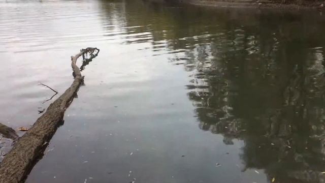 Осенний костер смотреть онлайн