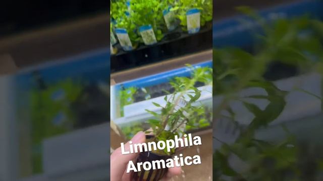Limnophila Aromatica #aquarium #plants #aquariumplants смотреть онлайн