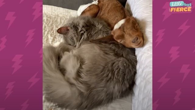 Baby Goat Grows Up Believing She's a Cat | The Dodo Little But Fierce смотреть онлайн