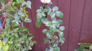 Роза плетистая Ванилла Фрайз весенней посадки / Climbing rose Vanilla Fries of spring planting