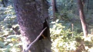 Как найти Женьшень!!!Ginseng
 
. Нереальная удача!!!