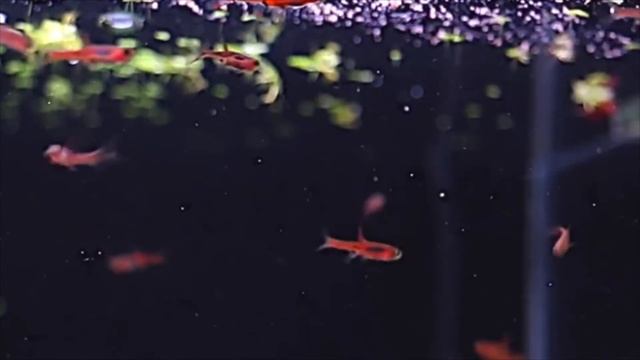 Chili Rasbora (Boraras Brigittae) Care | Fish Profiles | PetTide #45 смотреть онлайн