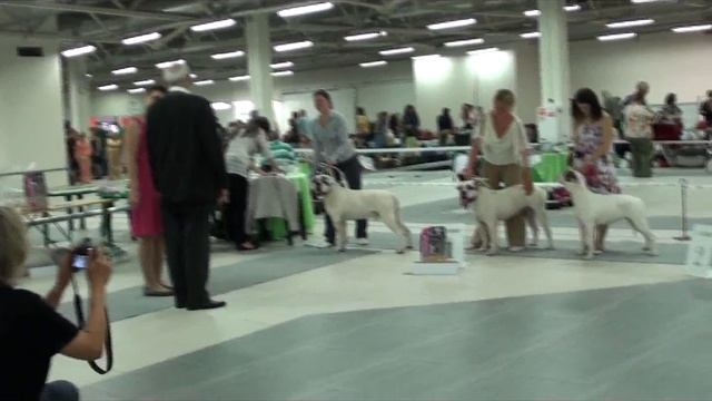 Белые Ночи 2011.Американский бульдог ч. 7 смотреть онлайн