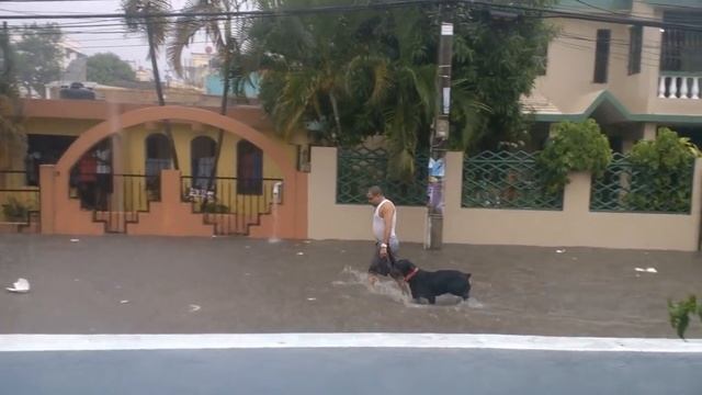 САНСЕВИЕРИЯ ХАННИ принесенная штормом (Sansevieria Golden Hahnii). #Мои_Суккуленты. #Доминикана