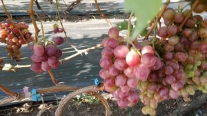 Виноград Художник, Флагман(Калугин В. М.) Виноградник Король В. Н. г. Краснодар Slava.King2007@mail.