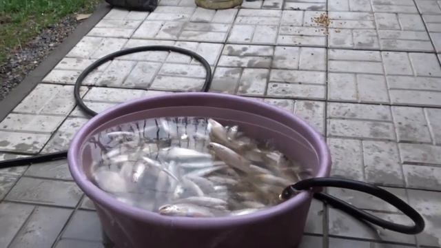 Кот ловит рыбу смотреть онлайн