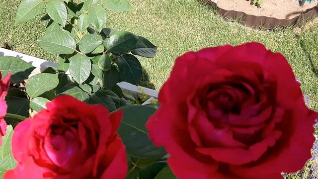 Роза 4-х ветров или Ла роз де кватро вент, Дельбар 2005г смотреть онлайн