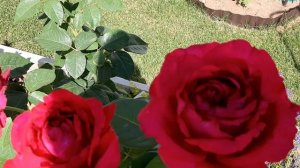 Роза 4-х ветров или Ла роз де кватро вент, Дельбар 2005г