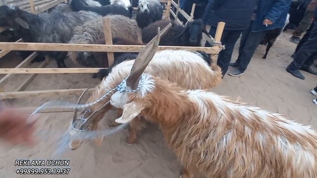 29 февраля 2024 ЭЛЛИКАЛА БУСТОН МОЛ КУЙ БОЗОР НАРХИ