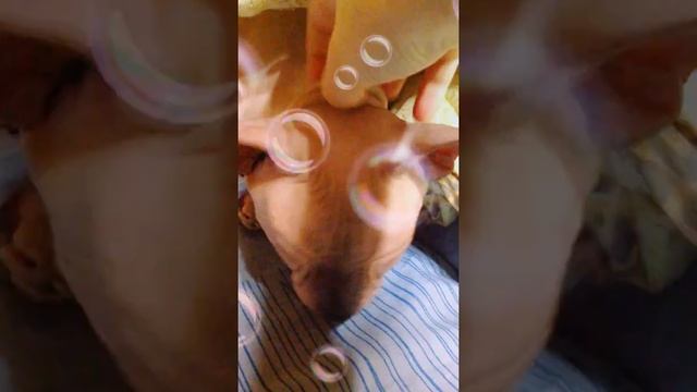 Какие бывают лысые каты смотреть онлайн