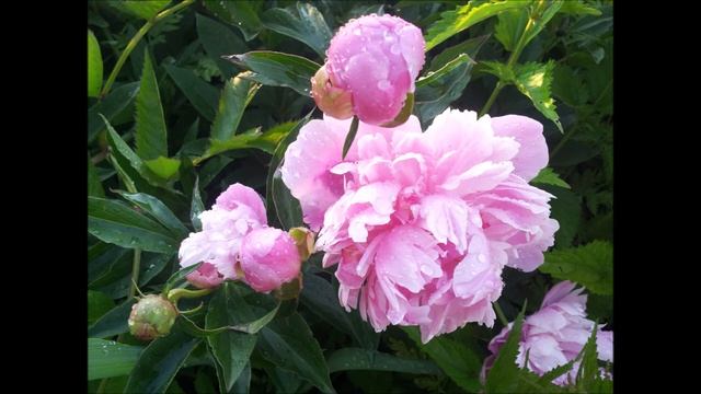 Аутотренинг с Натальей Менщиковой "ОБРАЗ ЦВЕТКА" смотреть онлайн