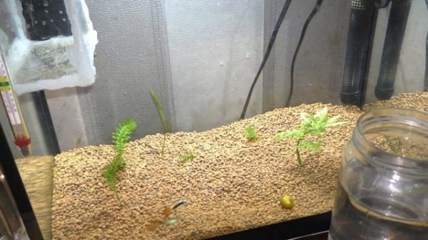 Аквариум AquaPlus 35 литров. Запуск аквариума часть 5. Хроники.