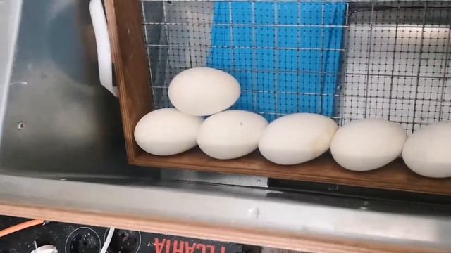 Закладка гусиного яйца на проверку оплода, итоги овоскопирования, инкубационное яйцо крупная серая смотреть онлайн