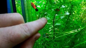 элодея в аквариуме