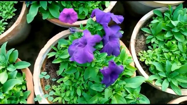 Different Colors and Types of Petunia Flowers | A great winter Flower смотреть онлайн