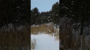 Мотособака Мухтар7 с лыжным модулем