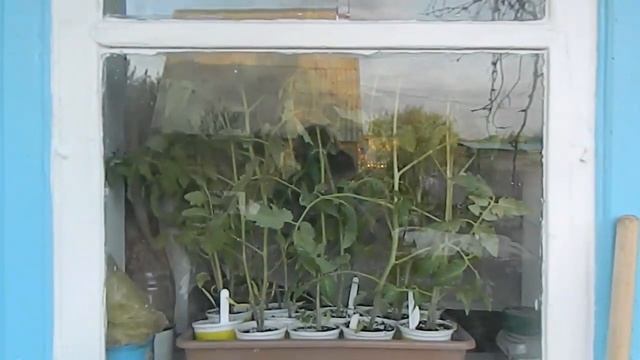 Рассаду томатов привезли на дачу - в мае перед высадкой смотреть онлайн