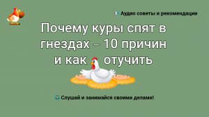 Почему куры спят в гнездах – 10 причин и как отучить