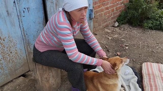 Сбор на передержку Августины открыт. / Приют для собак г Ефремов смотреть онлайн