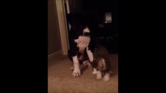 Смешное Видео с Кошками! Веселые Кошки 2015 _ Funny Cats Video Compilation.mp4 смотреть онлайн