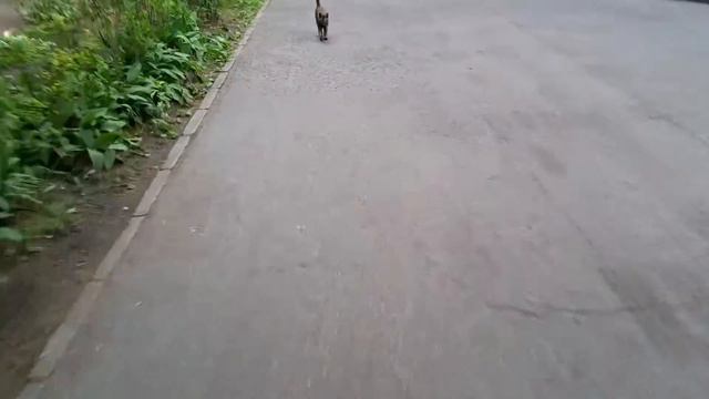ДЕЛАЕМ ДОМ ДЛЯ КОТА | ЕДА | НЕГДЕ ЖИТЬ! 😐 смотреть онлайн